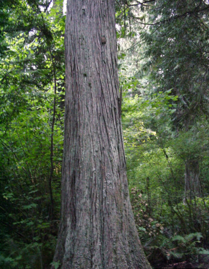 Western Red Cedar - US Timber™